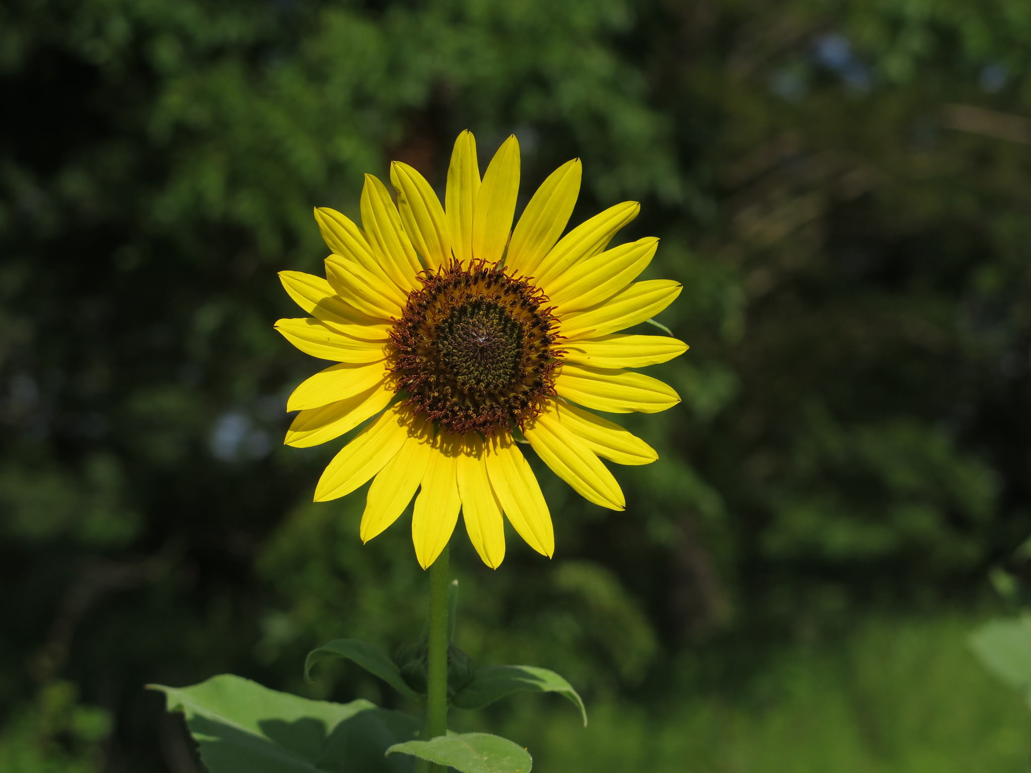 Helianthus annus